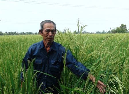Người[-]thuê[-]đất[-]trồng[-]“lúa[-]lạ”[-]bị[-]phạt[-]10[-]triệu[-]đồng